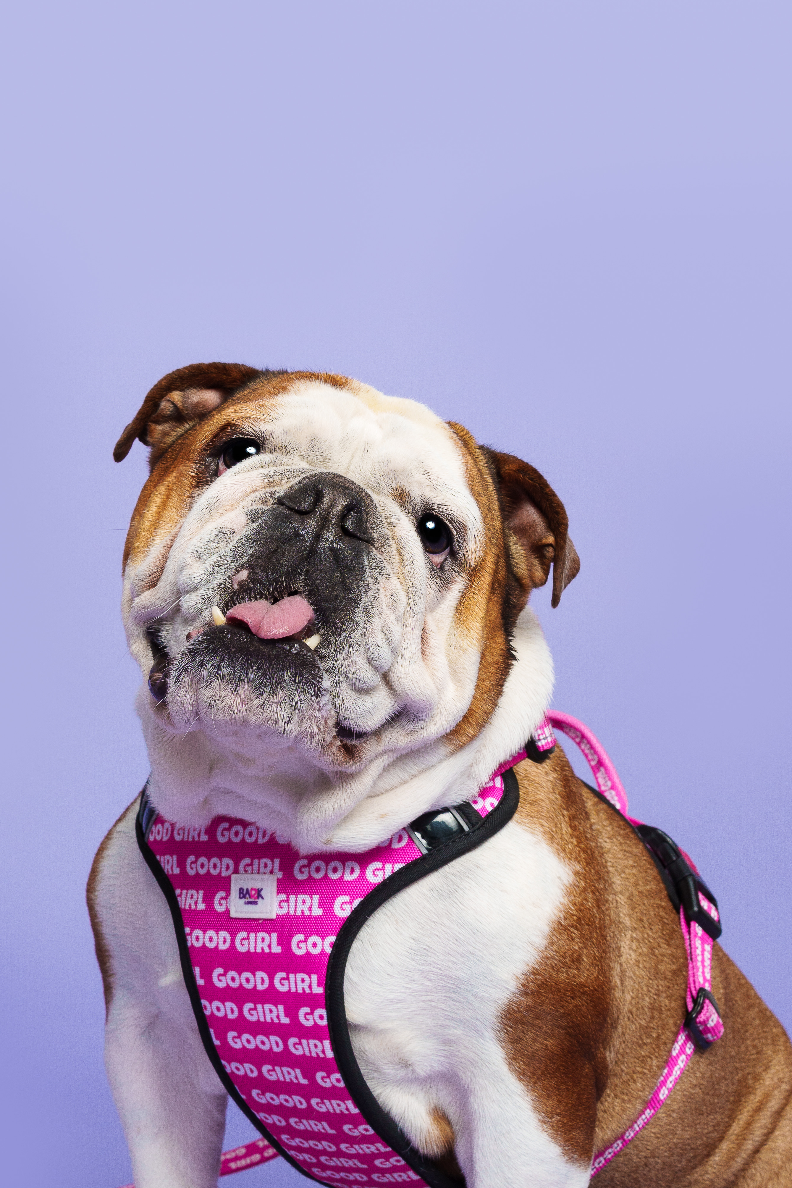 Main Good Girl Dog Harness image
