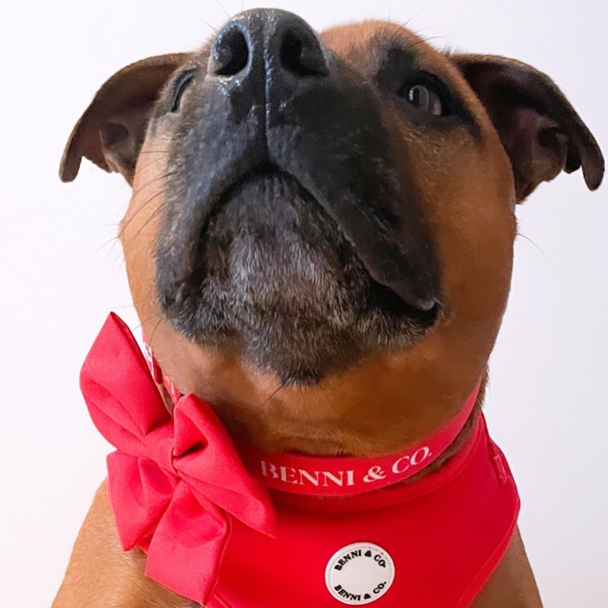 Main Scarlet Love Collar image