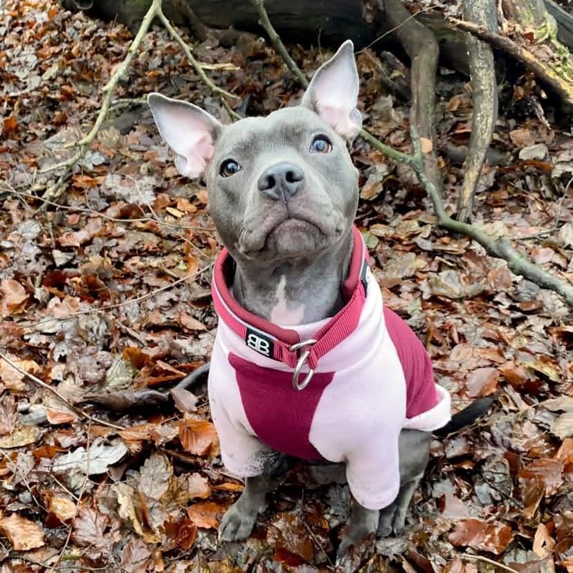 Main Waterproof Dog Fleece: Pink and Wine image
